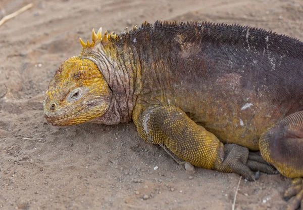 Iguanas douradas deitadas nas Ilhas Galápagos — Fotografia de Stock