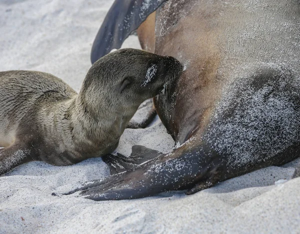 Baba oroszlán hazudik a homokon és szopik Anya a Galapagos-szigeten — Stock Fotó