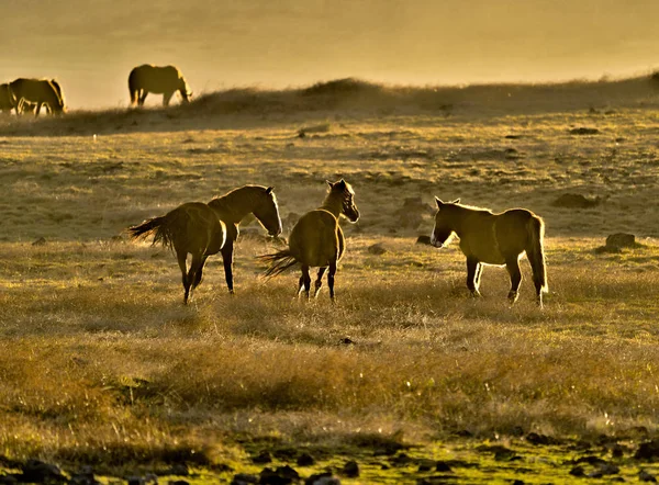 Wilde Pferde bei Sonnenuntergang auf Osterinsel beleuchtet — Stockfoto