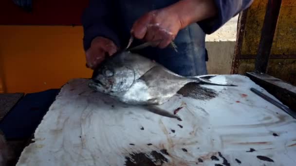 Rybář připravuje Reine Fish Defin, kůže a setnout hlavu — Stock video