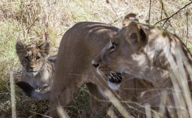 Anne aslan, yavrusunun takip edilip edilmediğini kontrol etmek için döner.