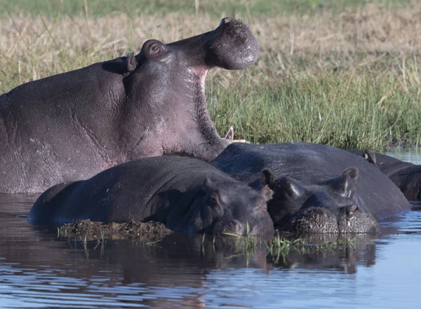 Een nijlpaard gaapt, om macht te tonen over andere nijlpaarden. — Stockfoto