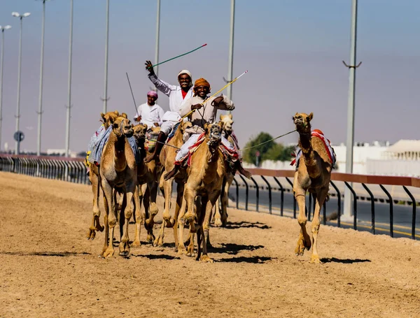 Gli uomini cavalcano cammelli con gli altri nelle vicinanze per allenarsi per le corse a distanza ravvicinata — Foto Stock