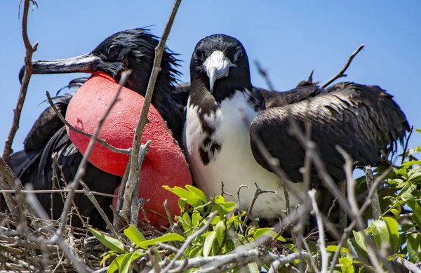 Şeklindeki Frigatebird Çift