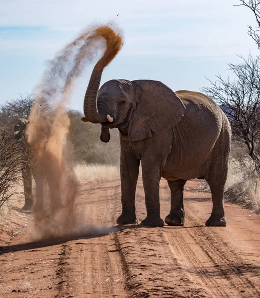 Elefante arroja tierra sobre su espalda — Foto de Stock