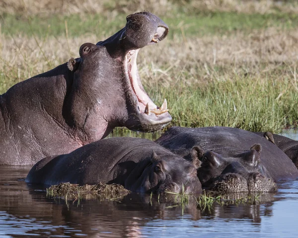 Een nijlpaard gaapt, om macht te tonen over andere nijlpaarden. — Stockfoto