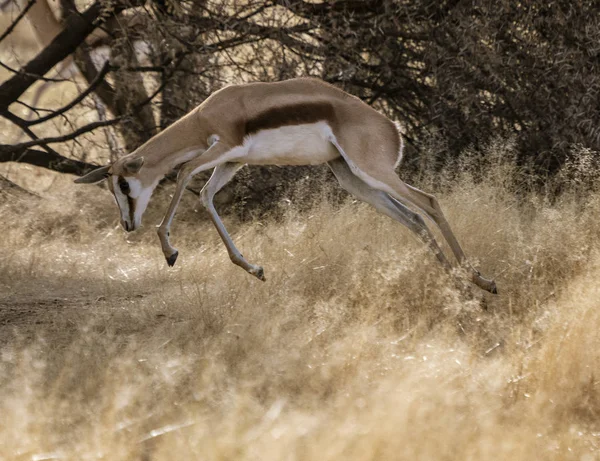 Springbok corre a través de hierba seca corta — Foto de Stock