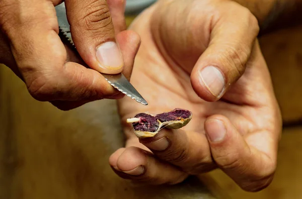L'uomo taglia aprire un fagiolo di cioccolato essiccato per visualizzare — Foto Stock