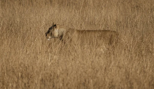 Kvinnligt lejon står i kort torrt gräs, letar efter mer mat — Stockfoto
