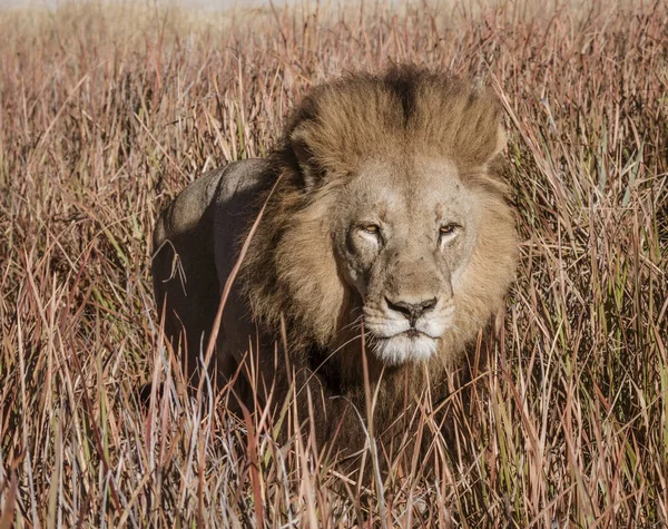 El león macho adulto está mayormente escondido en la corta hierba seca mientras merodea por comida —  Fotos de Stock