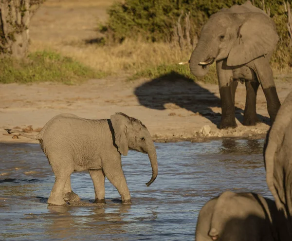 Младенец слон идет к остальной группе в водопое — стоковое фото