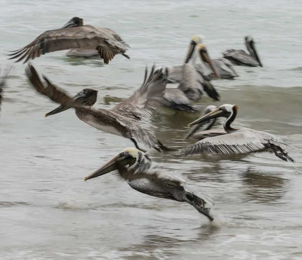 Kahverengi pelikanlar sığ sularda okyanusta otururlar ya da uçarlar. — Stok fotoğraf