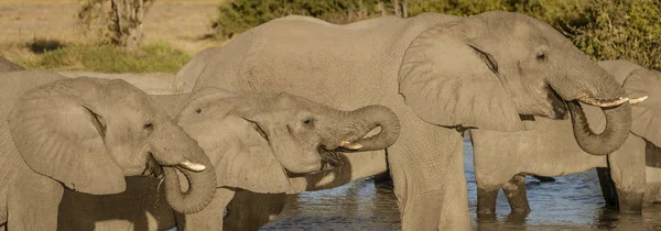 Elefantenfamilie trinkt alle aus einem örtlichen Wasserloch — Stockfoto