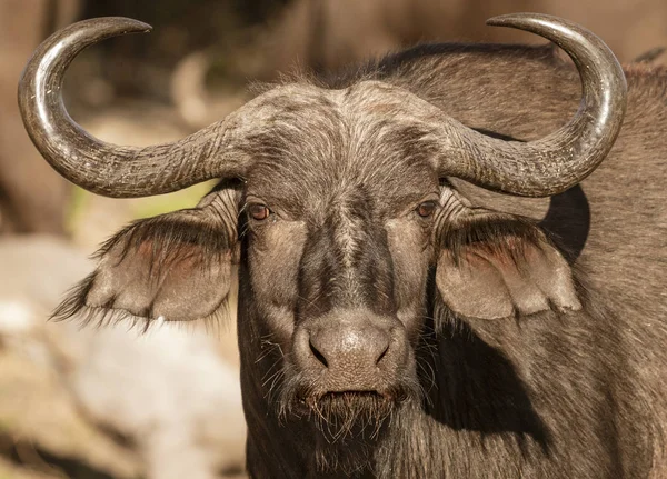 Um único búfalo de capa olha para o fotógrafo — Fotografia de Stock
