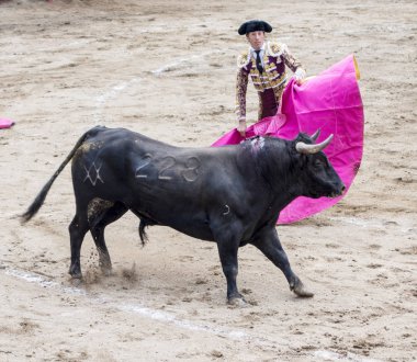 Ambato, Ekvador - 15 Şubat 2015 - Boğa ile yayan boğa güreşçisi