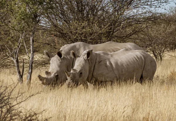 Doi rinoceri albi stau împreună în iarbă uscată scurtă — Fotografie, imagine de stoc