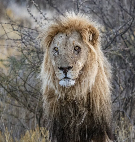 León macho adulto se encuentra en la hierba seca corta —  Fotos de Stock