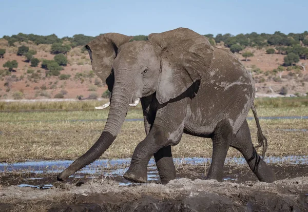 Elefante macho camina a lo largo de una orilla del río — Foto de Stock