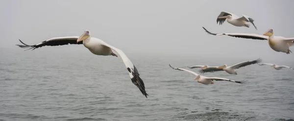 Grandes pelícanos blancos en vuelo —  Fotos de Stock
