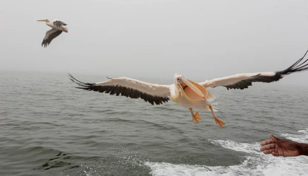 Walvis Bay, Namibia  July 16, 2018 A Great White Pelican flies close to a boat — Stok fotoğraf