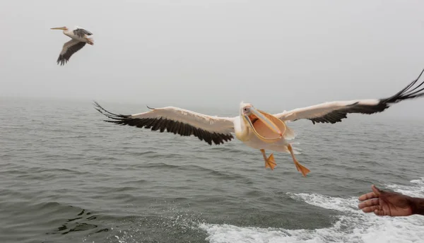 Walvis Bay, Namibia julio 16, 2018 Un gran pelícano blanco vuela cerca de un barco —  Fotos de Stock