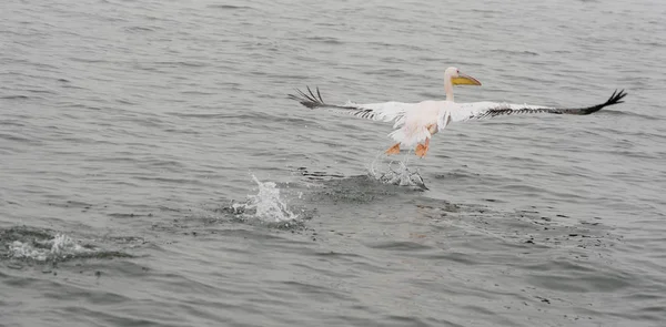 Grandes Pelicanos Brancos em voo — Fotografia de Stock