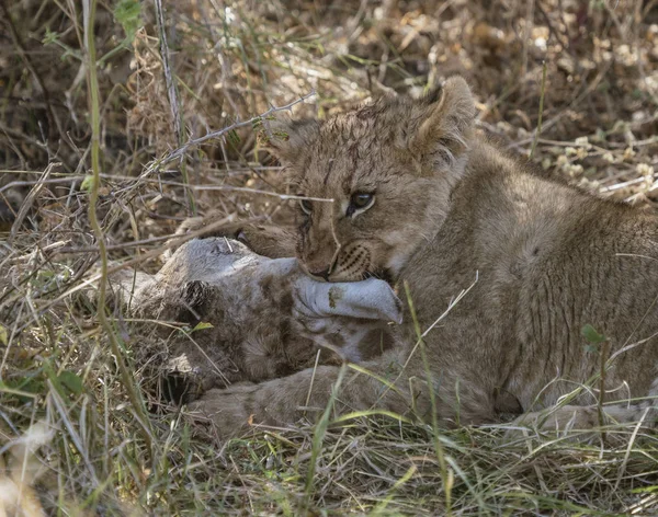 Lwie młode próbują zjeść żyrafę zabitą przez matkę. — Zdjęcie stockowe
