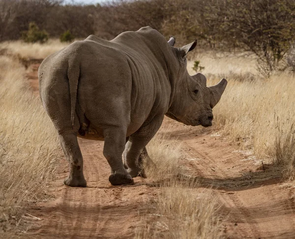 Rinocerii albi singuri stau pe un drum de murdărie — Fotografie, imagine de stoc