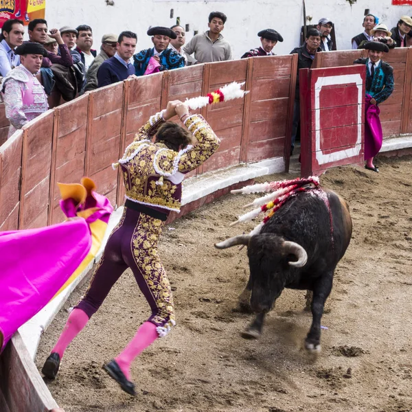 Ambato, Ekvador - 15 Şubat 2015 - Boğa ile yayan boğa güreşçisi — Stok fotoğraf