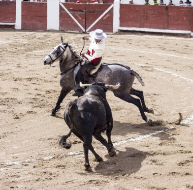 Ambato, Ekvador - 15 Şubat 2015 - Boğa güreşçisi ile boğa düellosu