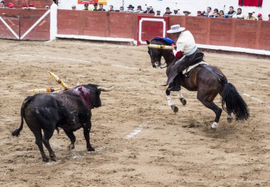 Ambato, Ekvador - 15 Şubat 2015 - Boğa güreşçisi ile boğa düellosu