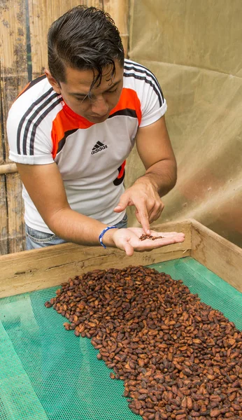 Hombre muestra granos de chocolate se extienden a secar — Foto de Stock