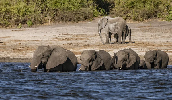 Elefantenfamilie betritt einen Fluss, um neue Nahrung zu finden — Stockfoto