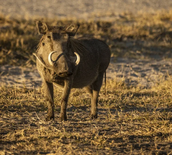 Een enkele wrattenzwijn kijkt naar de fotograaf — Stockfoto