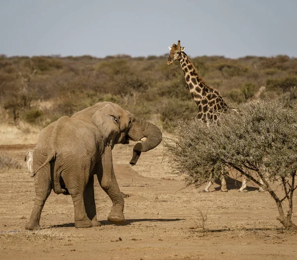 大象接近长颈鹿 — 图库照片