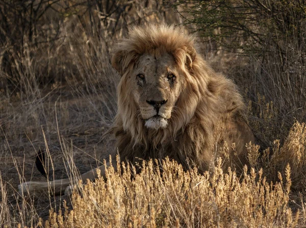 Ενηλίκων αρσενικό λιοντάρι ξαπλώνει στο σύντομο ξηρό γρασίδι — Φωτογραφία Αρχείου