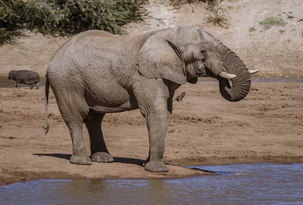 Слон стоїть на краю води під час пиття — стокове фото