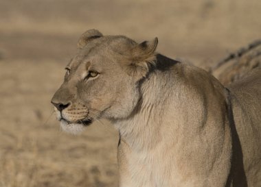 Yetişkin dişi aslanlar uzanır, ama sürekli ufku tararlar.