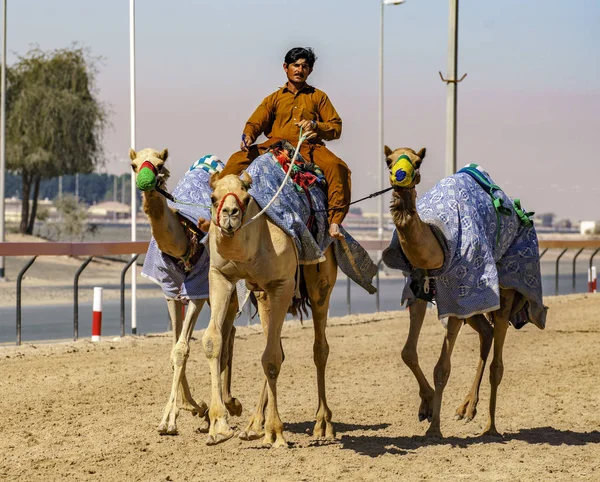 L'uomo sta raffreddando i suoi cammelli dopo averli addestrati a gareggiare — Foto Stock