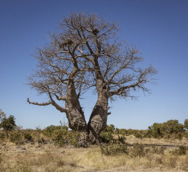 Baobab ağaçları çölde yalnız duruyor