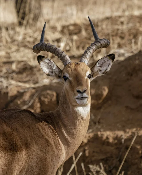 En vuxen manlig impala ser sig omkring — Stockfoto