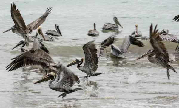 Brown pelicans sit in ocean in shallow water, or take flight