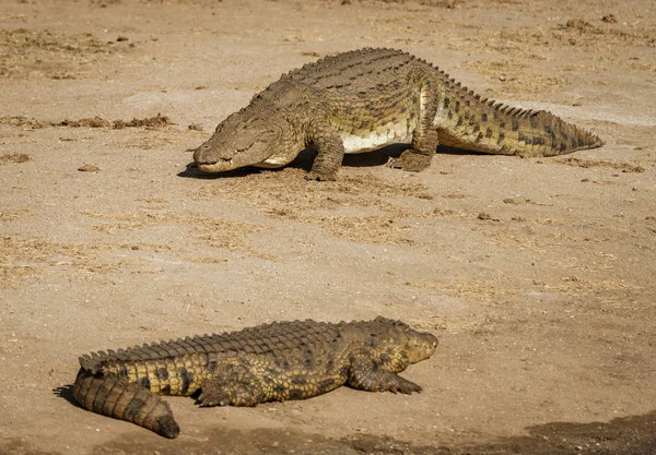 河岸上的两条鳄鱼 — 图库照片