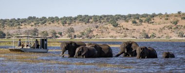 Chobe, Botsvana - 22 Temmuz 2018: Filler nehri geçiyor, turistlerin izlediği bir tekne gibi