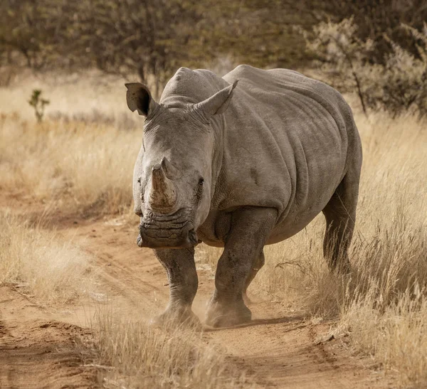 Un solo rinoceronte blanco se encuentra en un camino de tierra —  Fotos de Stock