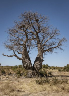 Baobab ağaçları çölde yalnız duruyor