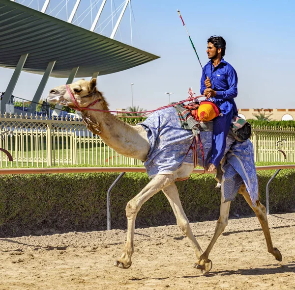 Mann läuft Kamel beim Training für Rennen — Stockfoto