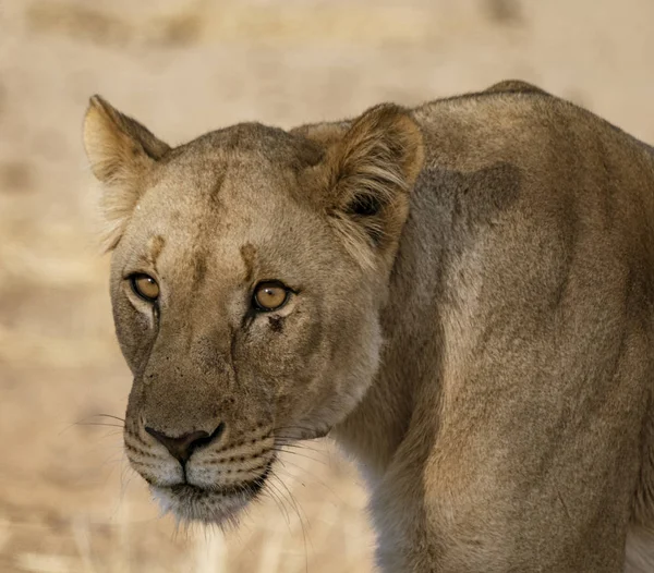 León hembra camina a través de sapo sucio —  Fotos de Stock