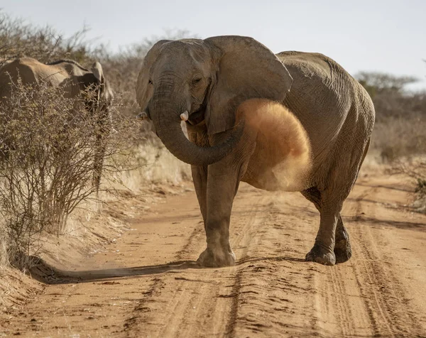 L'éléphant jette de la saleté sur son dos — Photo