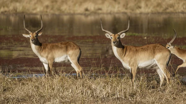 Röd Lechwe är försiktiga Antelopes, och vända för att titta på fotografen — Stockfoto